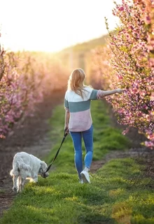 woman walks a fluffy white dog through an orchard of cherry blossoms
