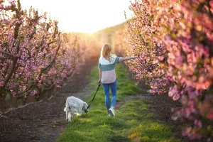 woman walks a fluffy white dog through an orchard of cherry blossoms