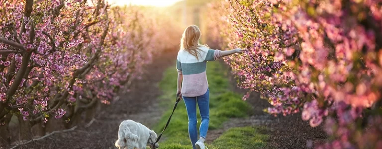 woman walks a fluffy white dog through an orchard of cherry blossoms