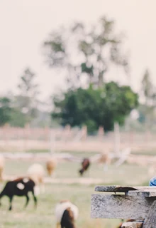 father and young son sit in a farm field looking at their sheep and goats