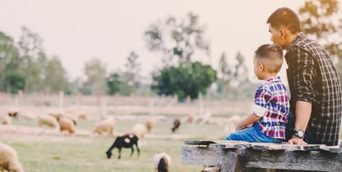 father and young son sit in a farm field looking at their sheep and goats